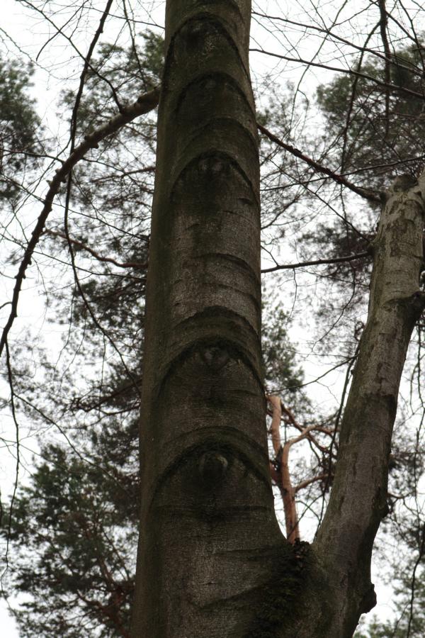 Augenbaum auf www.wertdernatur.de