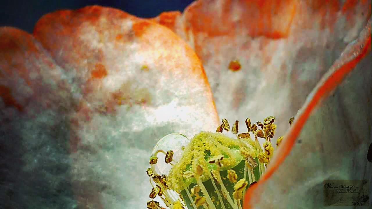 www.wertdernatur.de